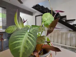 Vista 11