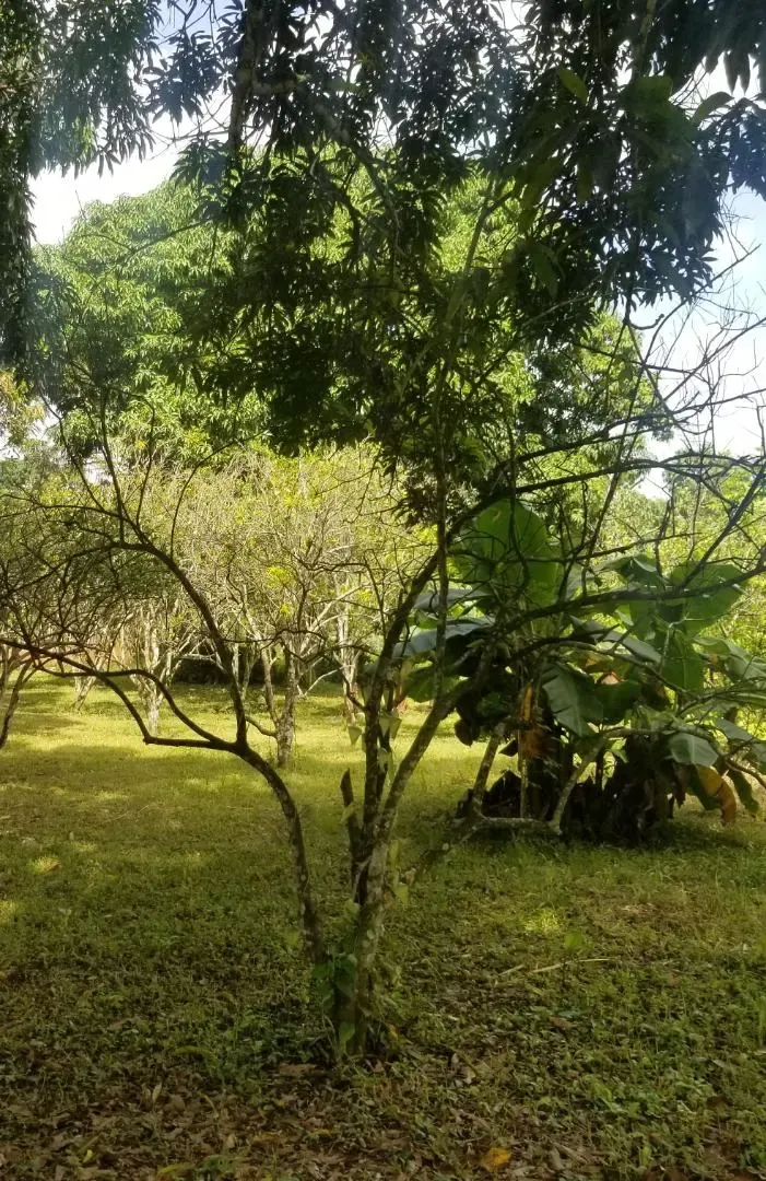 Galpon industrial con Terreno 10.000Mts2 propio y con casa a 50 min de caracas Menecure. Caucagua - 2