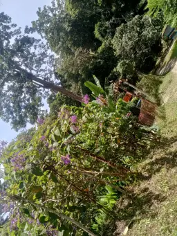 Vista 32