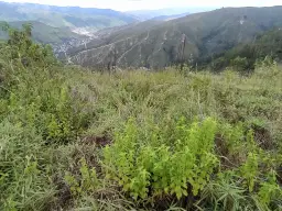 Vista 3