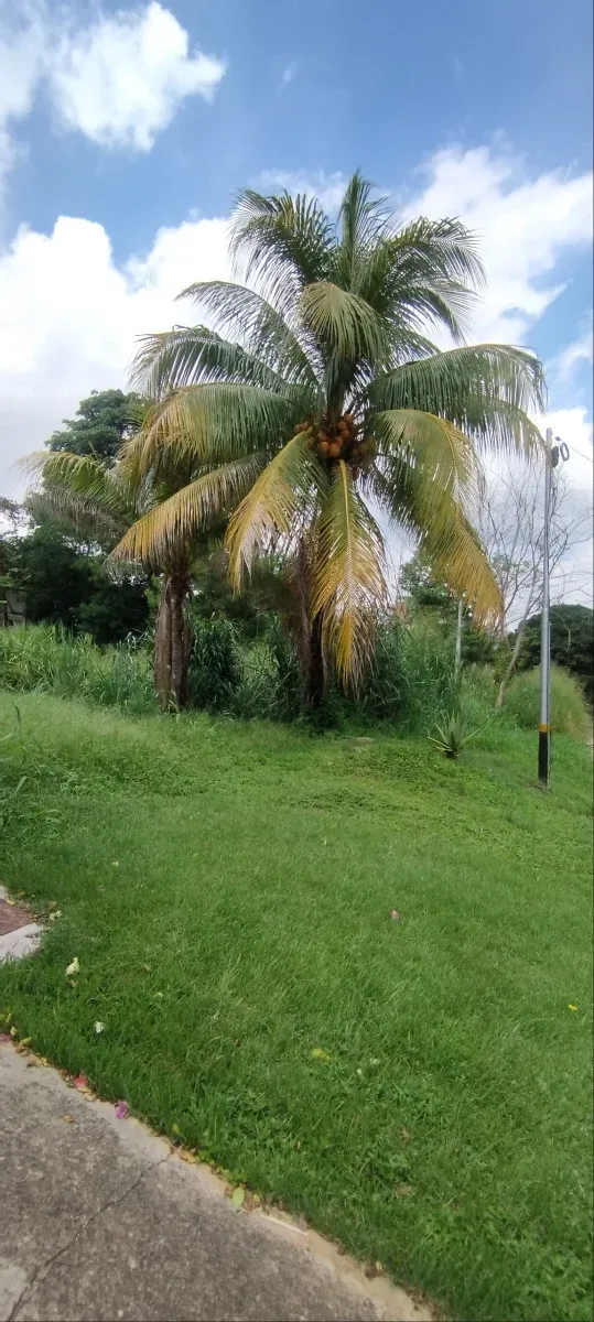 TERRENO EN PIEDRAS PINTADAS CARABOBO - 2