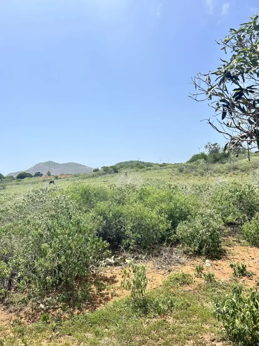 Lote De Terreno Agrícola De 5.000 Mts
