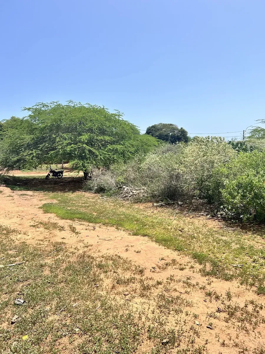 Gran Extensión De Tierra Agrícola Para Desarrollar - 4