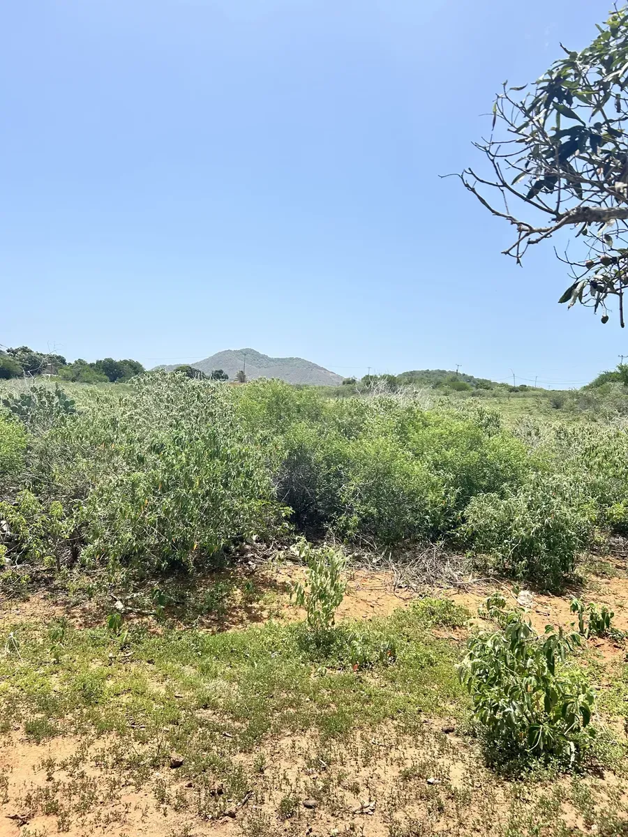 Gran Extensión De Tierra Agrícola Para Desarrollar - 5