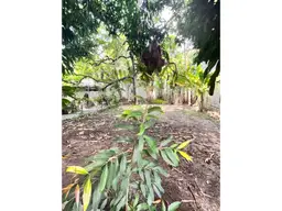 Vista 6