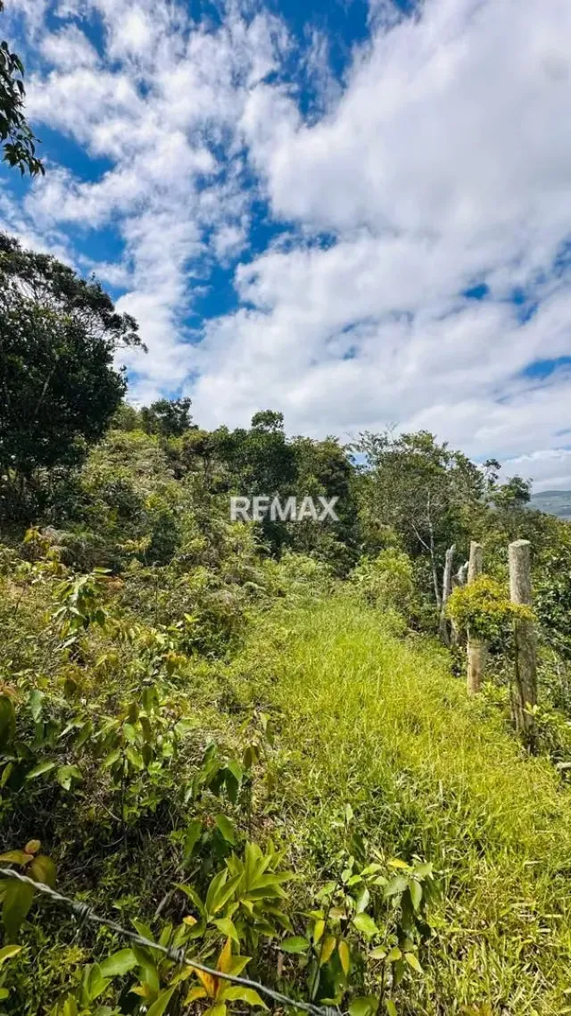 Se vende Terreno Sector Palo Gordo Aldea 5 de Julio Municipio Capacho viejo, Estado Táchira - 6