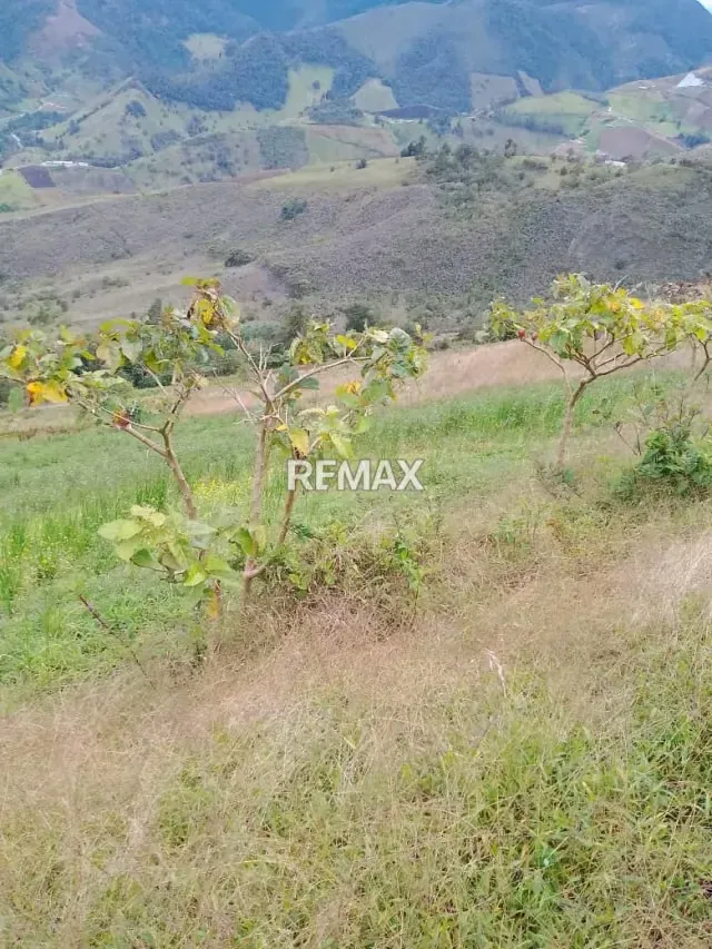 TERRENO EN VENTA EN LA GRITA - 2