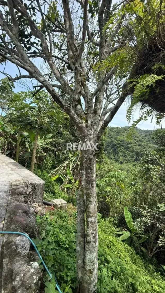 Venta de Casa de Campo con Terreno* *Ubicada* en La vía principal de Piedra de Moler en Las Mesas Mcpio Antonio Rómulo Costa. - 8