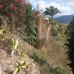 Vista 8