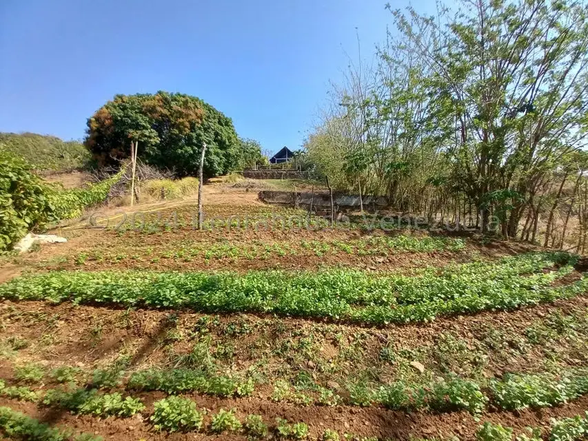 Casa (Finca) en Venta en Distrito San Casimiro, Aragua - 42
