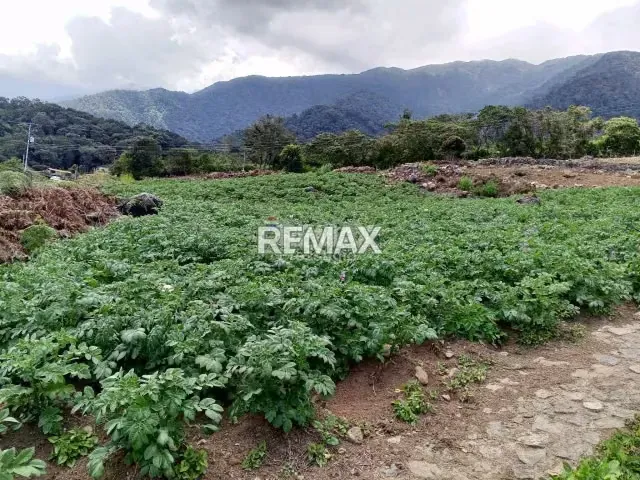 Finca en Venta - 6