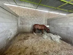 Vista 15