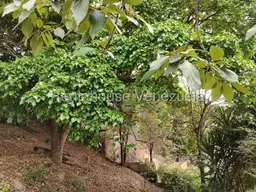 Vista 16