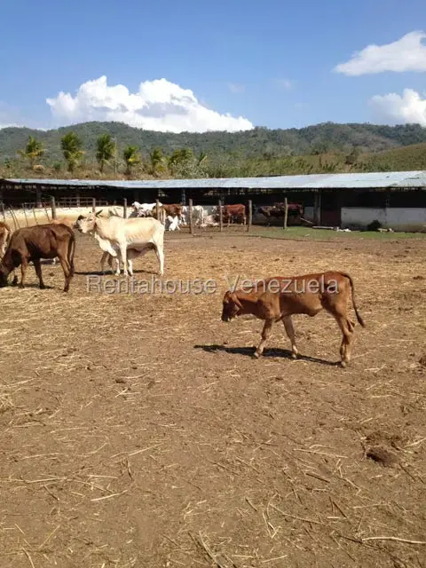 Casa (Multipes Niveles) en Venta en Asentamiento Campesino Embalse Cabuy, Yaracuy - 8