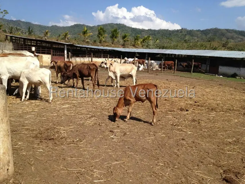 Casa (Multipes Niveles) en Venta en Asentamiento Campesino Embalse Cabuy, Yaracuy - 10