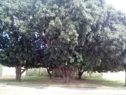 Vista 27