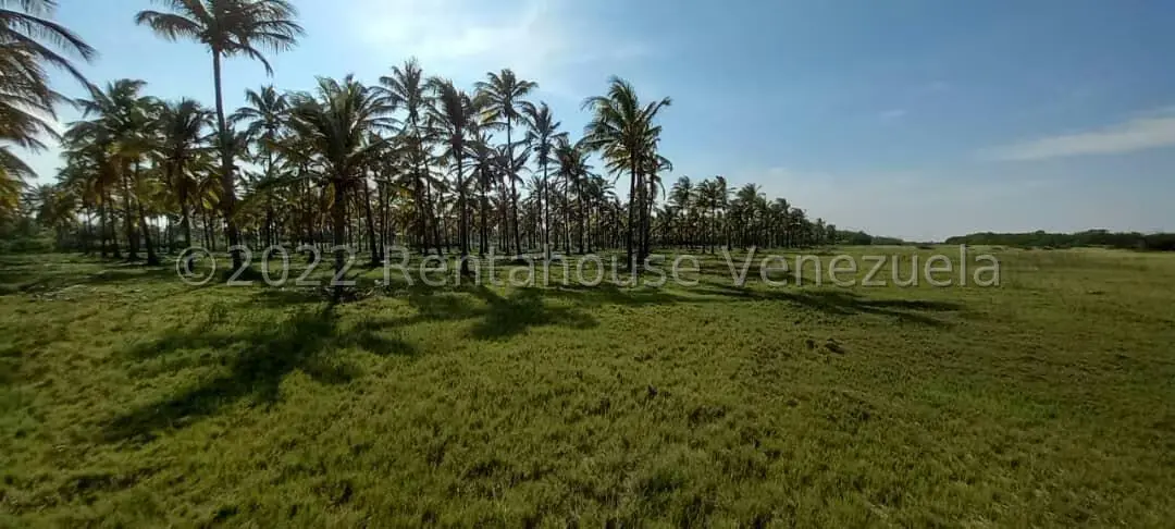Terreno (Finca) en Venta en Boca del Mangle, Falcon - 6