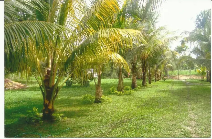 CD - Venta de Terreno. Carretera Nacional Via Tacariagua. San José de Río Chico.