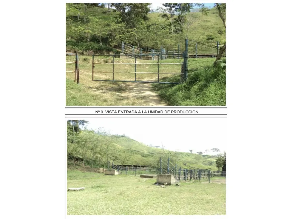 Nirgua. Estado Yaracuy. En venta Finca de 1000 hectáreas - 7