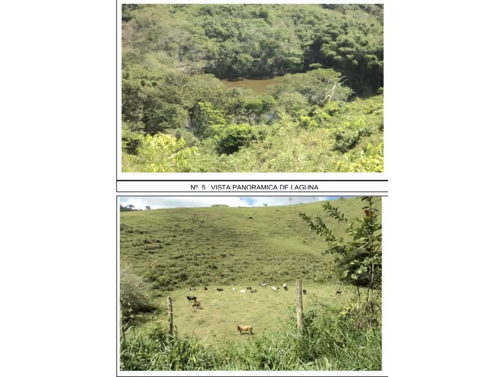 Nirgua. Estado Yaracuy. En venta Finca de 1000 hectáreas - 8