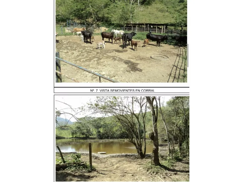 Nirgua. Estado Yaracuy. En venta Finca de 1000 hectáreas - 9
