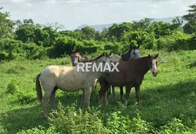 EN VENTA FINCA AGROPECUARIA, DE 90 HECTÁREAS, ACTUALMENTE EN PRODUCCION, A ORILLA DE LA CARRETERA NACIONAL MORÓN-CORO, YARACAL, ESTADO FALCÓN.
