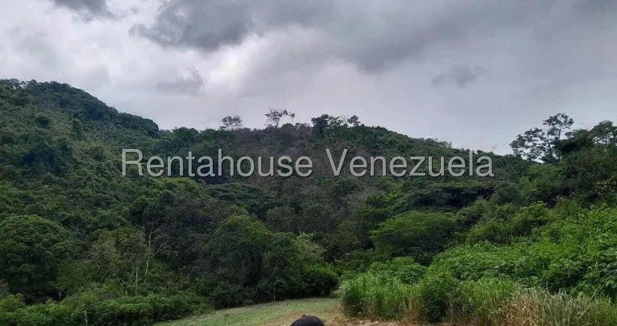 Terreno (Finca) en Venta en Villa Capseoj, Miranda - 2