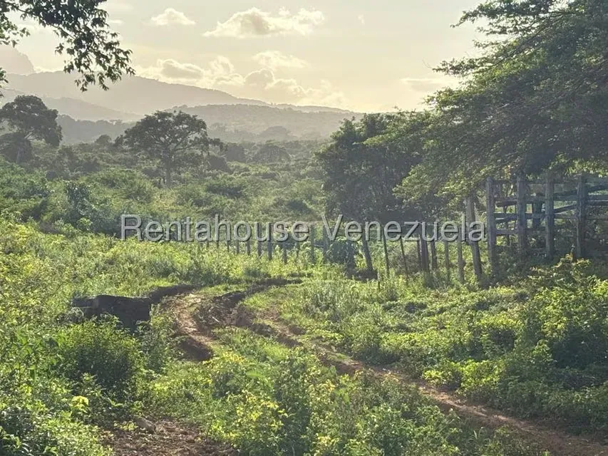 Terreno (Finca) en Venta en Jacura, Falcon - 2