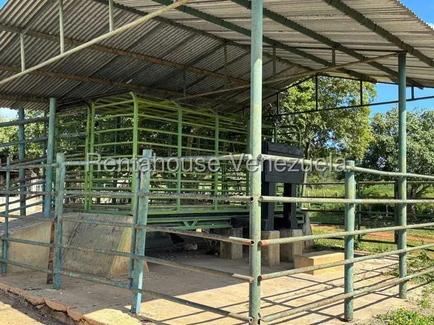 Terreno (Finca) en Venta en Jacura, Falcon - 6