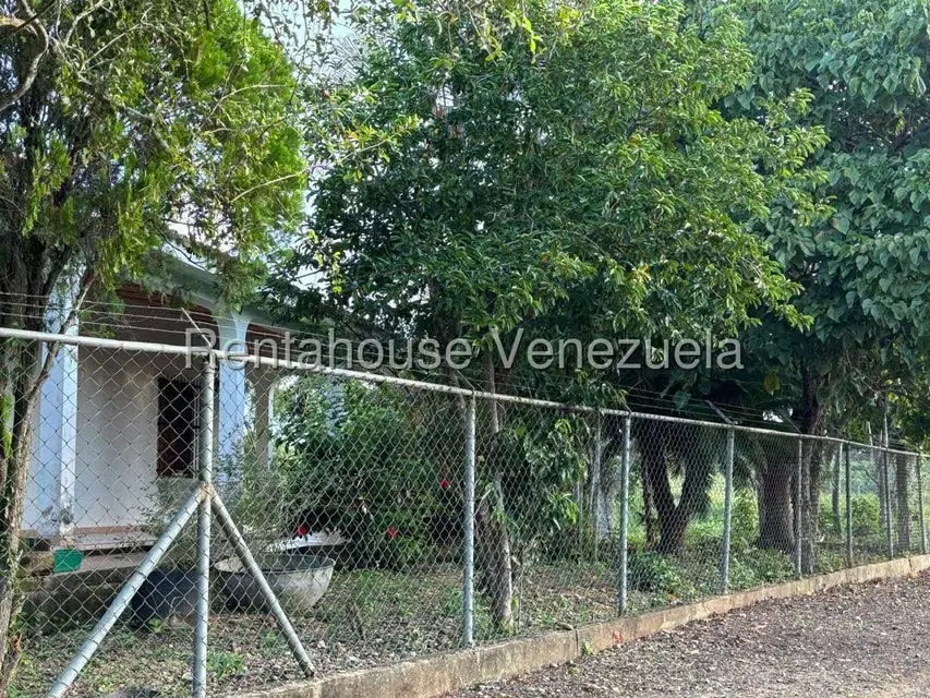 Terreno (Finca) en Venta en Jacura, Falcon - 10