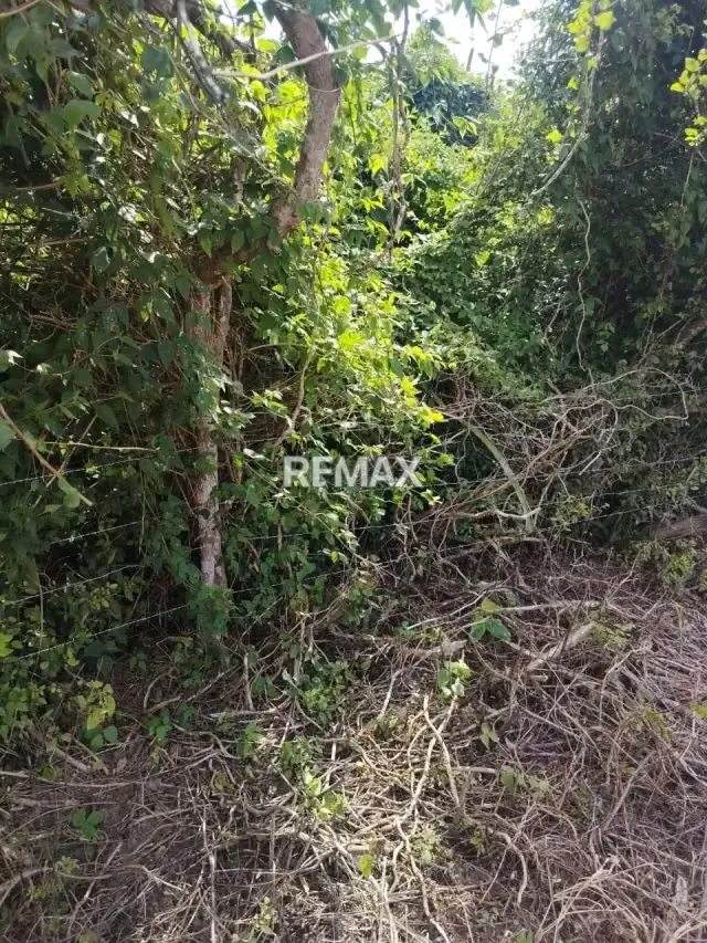 Parcela productiva en el Cuji 11.9 ha con bienechuria - 12