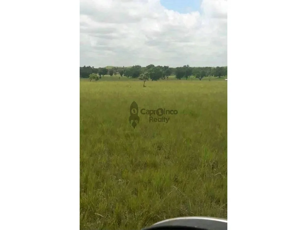 VENTA DE PREDIO DE 475 HAS EN CALABOZO, CON 5 HAS DE PALMA AFRICANA