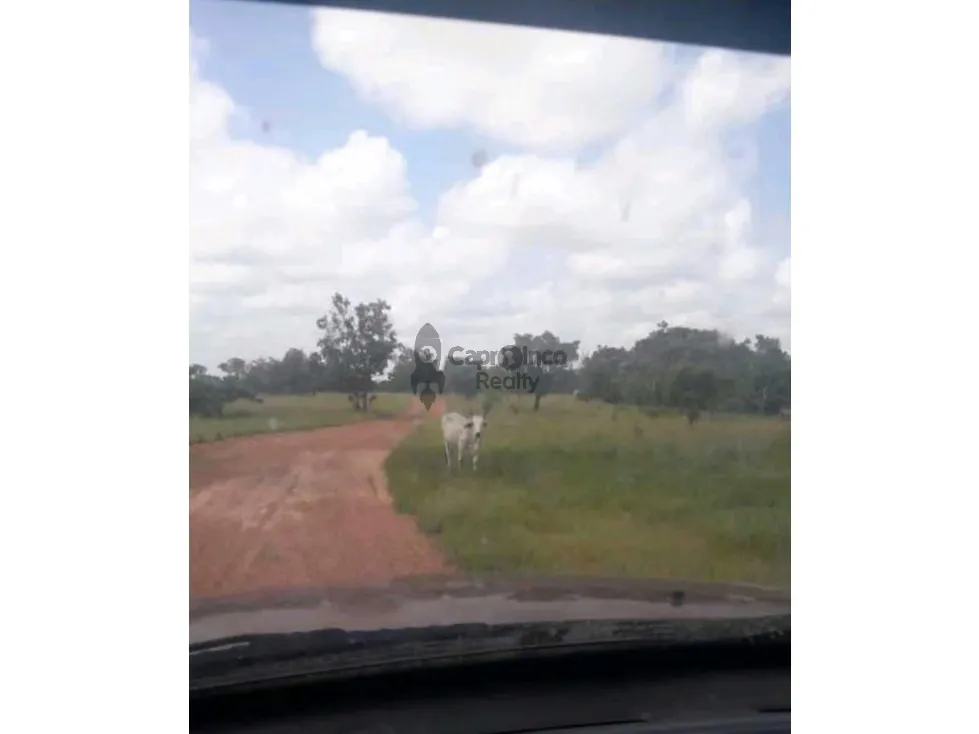 VENTA DE PREDIO DE 475 HAS EN CALABOZO, CON 5 HAS DE PALMA AFRICANA - 2