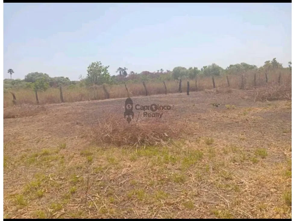 VENTA DE PREDIO DE 475 HAS EN CALABOZO, CON 5 HAS DE PALMA AFRICANA - 6