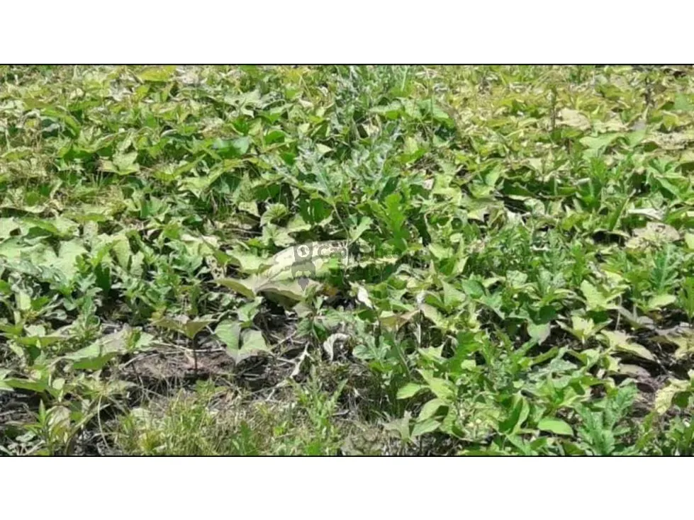 VENTA DE PREDIO DE 475 HAS EN CALABOZO, CON 5 HAS DE PALMA AFRICANA - 10