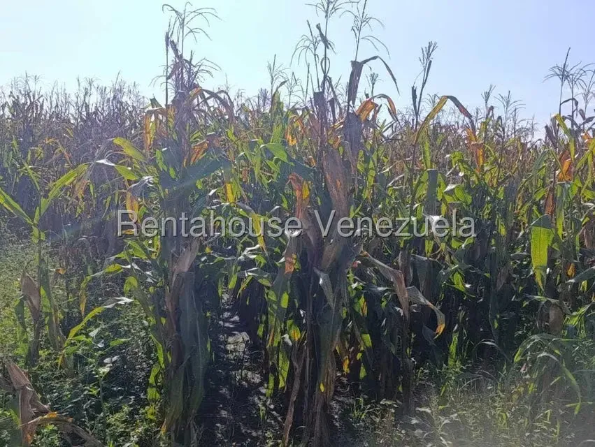 Terreno (Industrial) en Venta en Turen, Portuguesa - 3