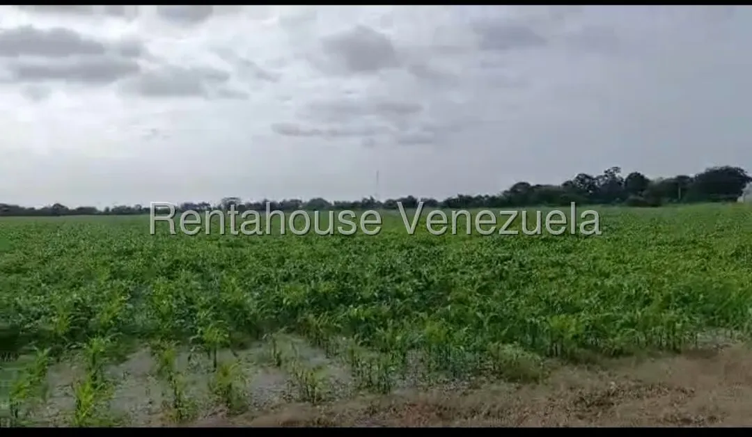 Terreno (Industrial) en Venta en Turen, Portuguesa - 6