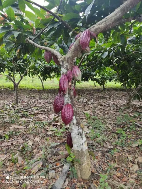 finca en venta las lapas - 6
