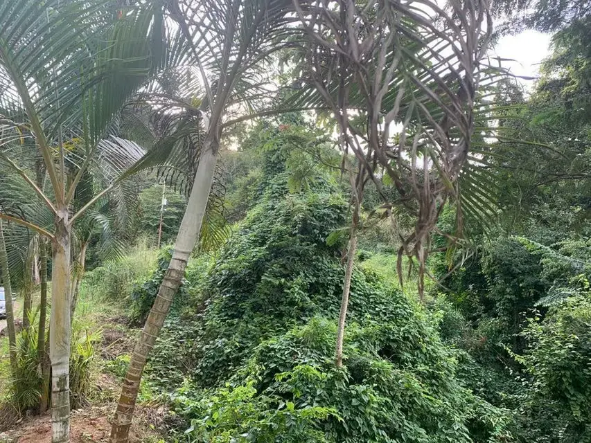 Terreno (Residencial) en Venta en Caicaguana, Distrito Metropolitano - 17