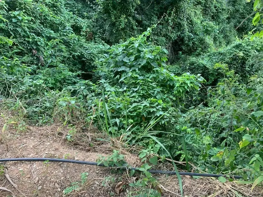 Terreno (Residencial) en Venta en Caicaguana, Distrito Metropolitano - 18