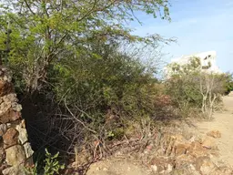 Vista 11