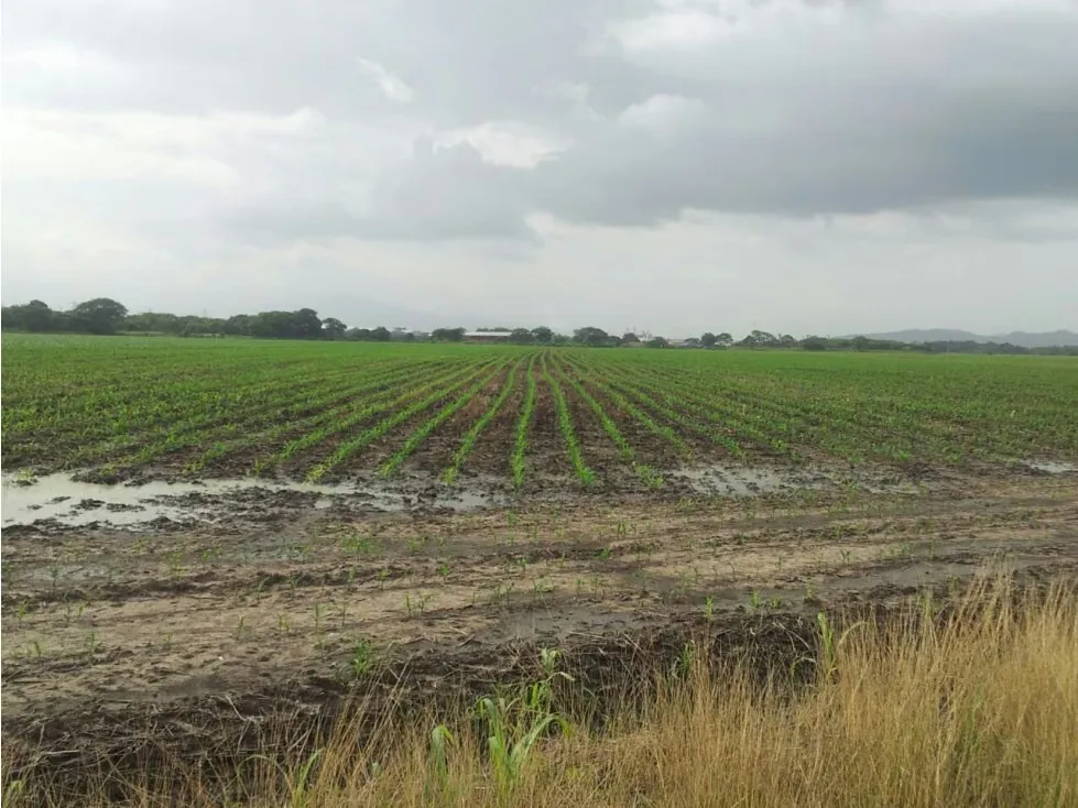 Vendo Lote de Terreno Plano en Acarigua Estado Portuguesa - 2