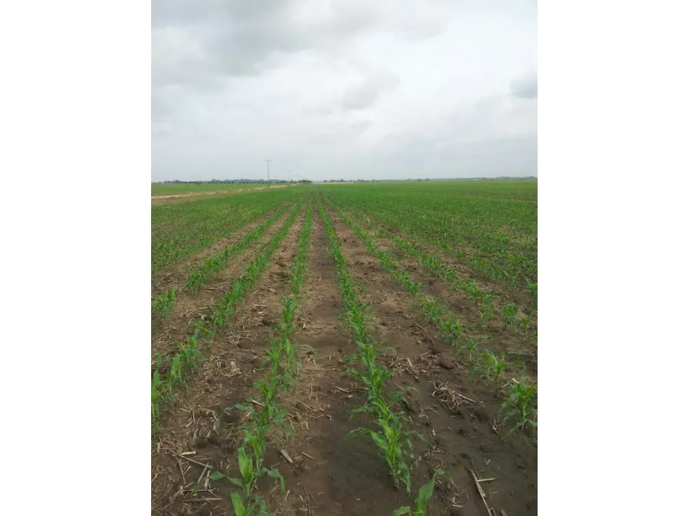 Vendo Lote de Terreno Plano en Acarigua Estado Portuguesa - 3