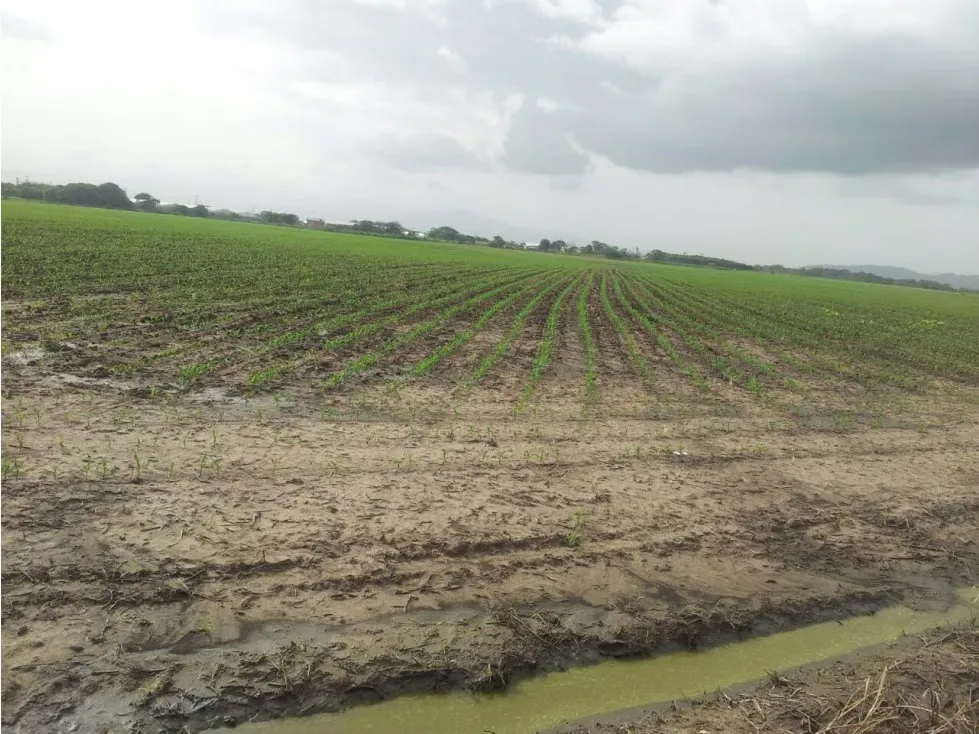Vendo Lote de Terreno Plano en Acarigua Estado Portuguesa - 4