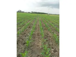 Vista 5