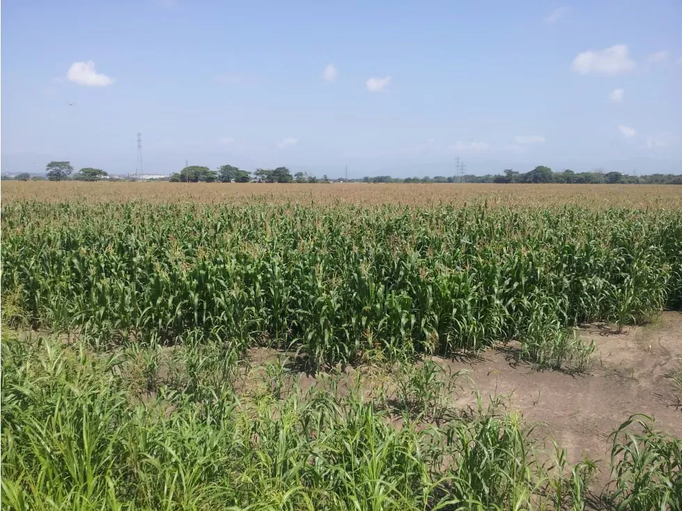 Vendo Lote de Terreno Plano en Acarigua Estado Portuguesa - 6