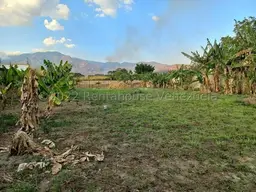Vista 19