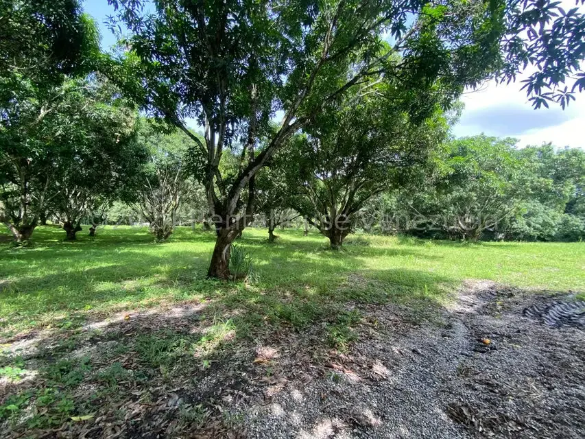 Terreno (Residencial) en Venta en Araure, Portuguesa - 16