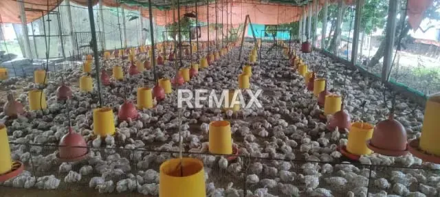 OPORTUNIDAD DE INVERSION: GRANJA AVÍCOLA EN PLENA OPERACIÓN Aldea Las Flores- Las Mesas Mcpio. Antonio Rómulo Costa Edo. Táchira - 2