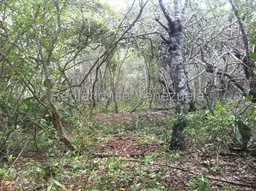 Vista 6